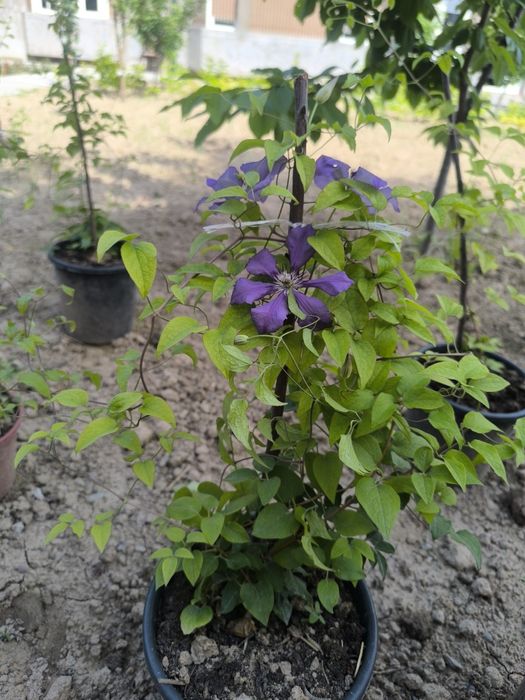 Klimatis gullar sotiladi