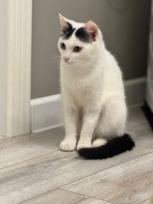 Кошечка Красотка Варя!