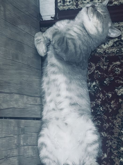 Вязка кот турецкая ангора возрост 1,5 года срочно