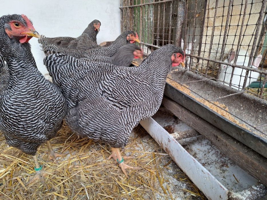 Găini Playmouth rock barat.