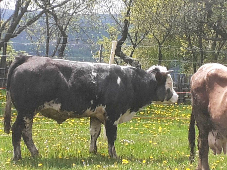 Taur Albastru de Belgia, 2 ani, doar pentru prăsilă !
