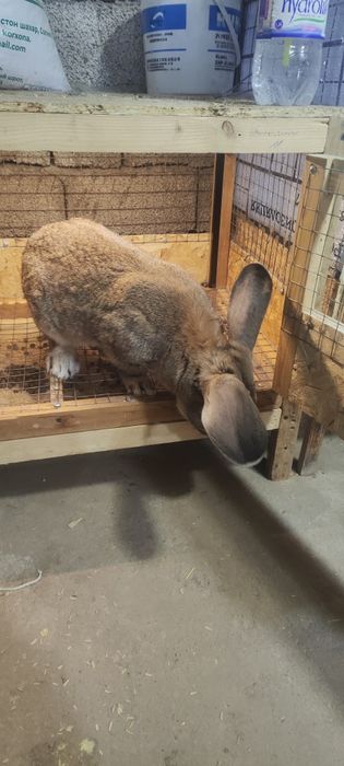 Куйон 5-6 кглик куйон