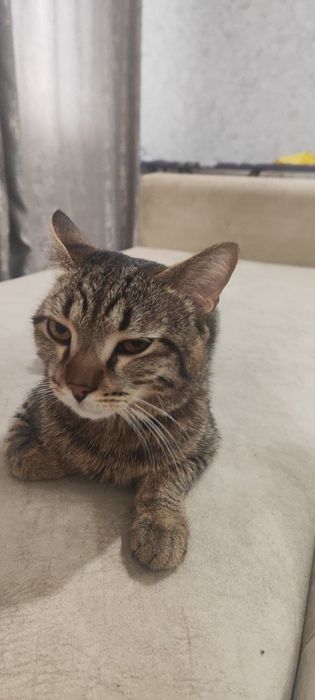 Отдам кота в добрые руки Бесплатно!