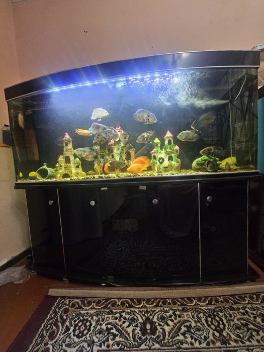 Srochniy Akvarum sotiladi