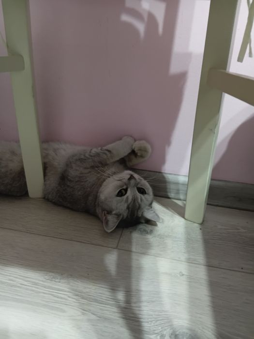 Породистый кешке британка