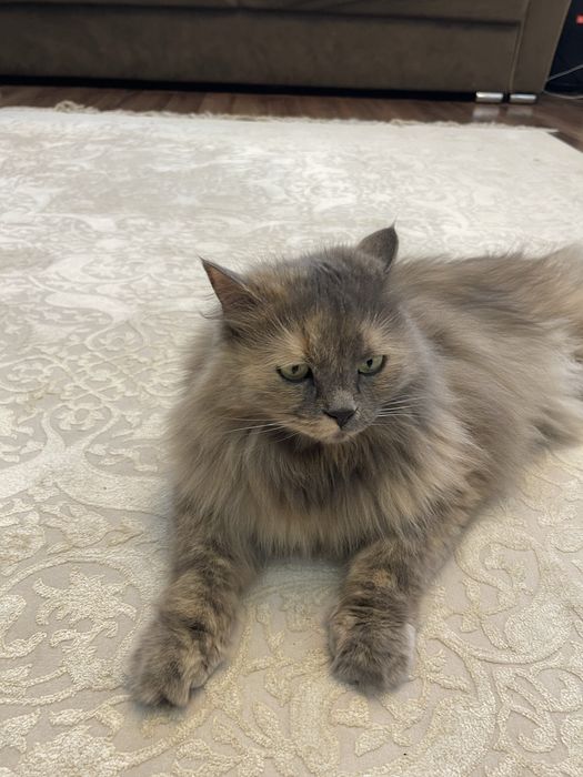 Отдам кошку в добрые руки