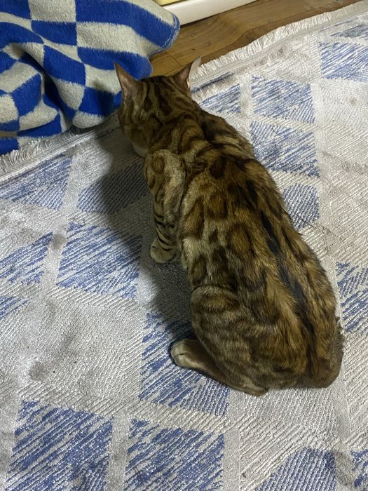 Отдам кота в хорошие руки.