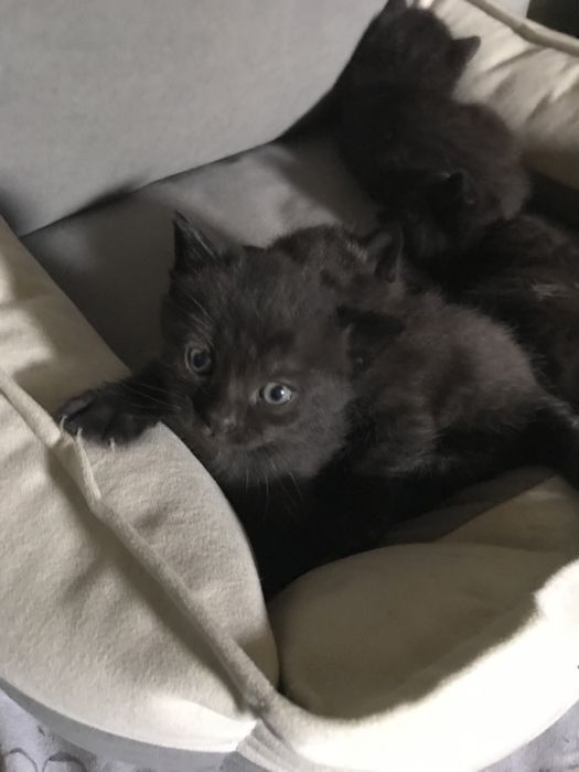 Котята из смеси полумейнкуна и британской короткошерстной кошки