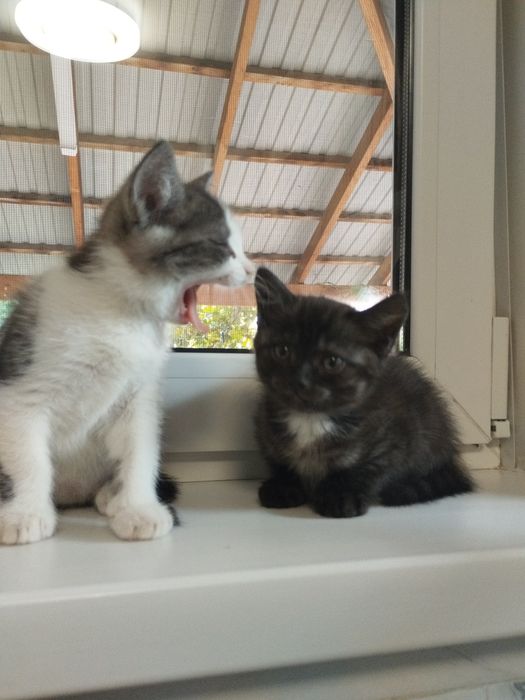 Котят бесплатно. Очень хорошие!