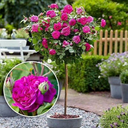 Trandafir Pomisor (Toate nuantele disponibile)