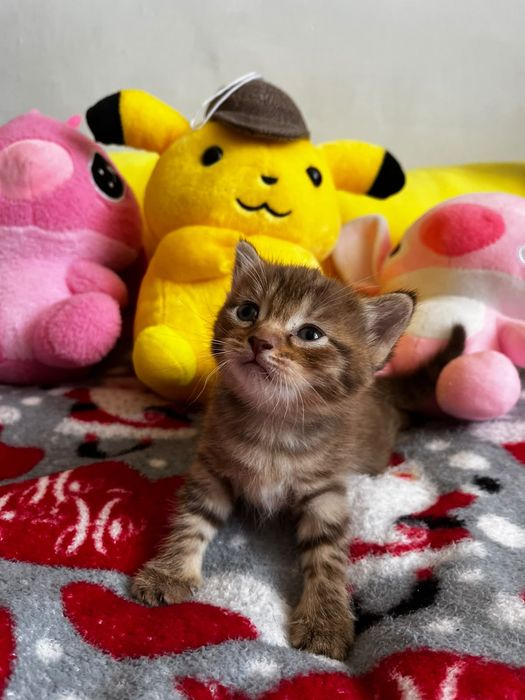 Котята за шоколадку)