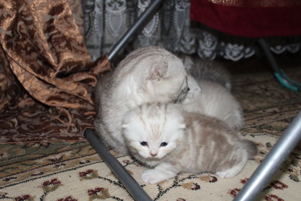 Животные, веслоухие