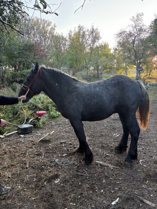 Manz sur de vanzare sau schimb cu orice