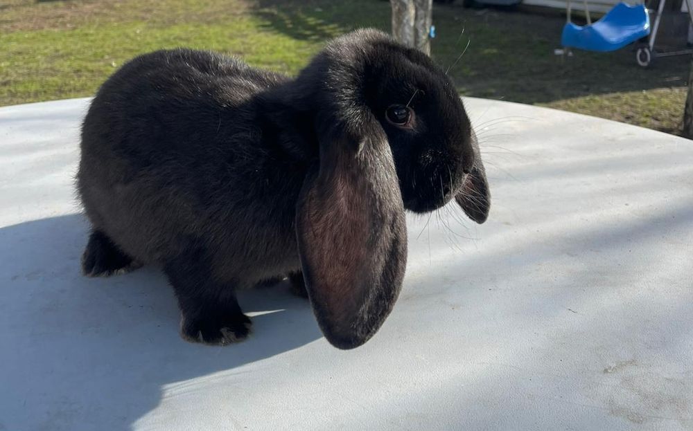 Vând iepuri de rasă