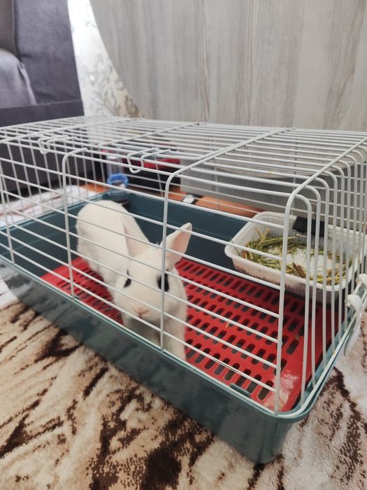 клетка+кролик+лежанка