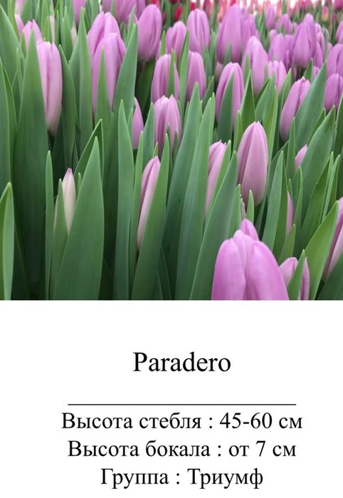 Цветы, тюльпаны оптом и в розницу