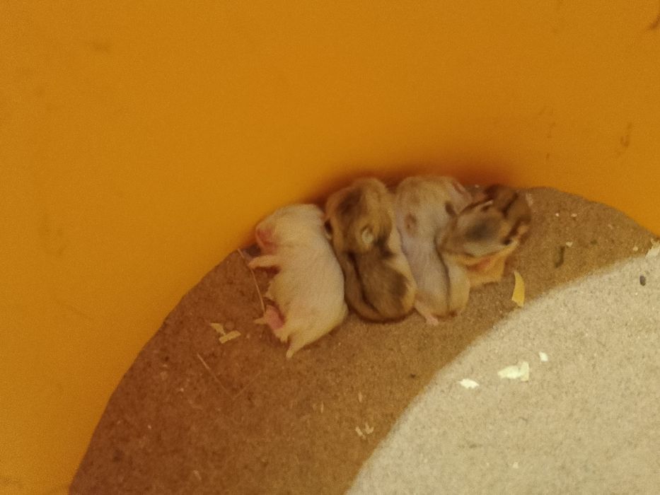 Джунгарский хомяк