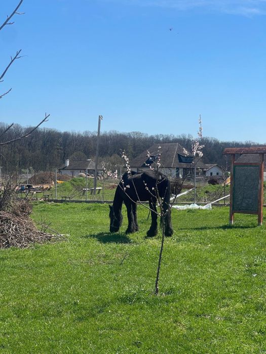 Proprietar vând teren intravilan în satul Runcu comuna Dascalu