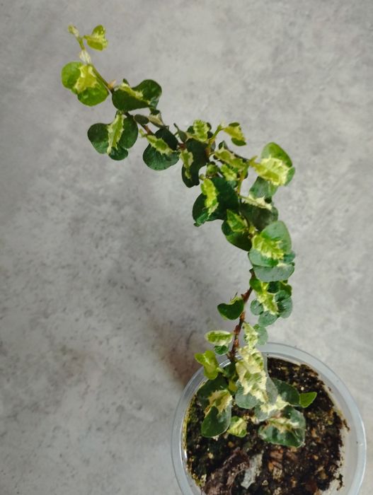 комнатные цветы не дорого