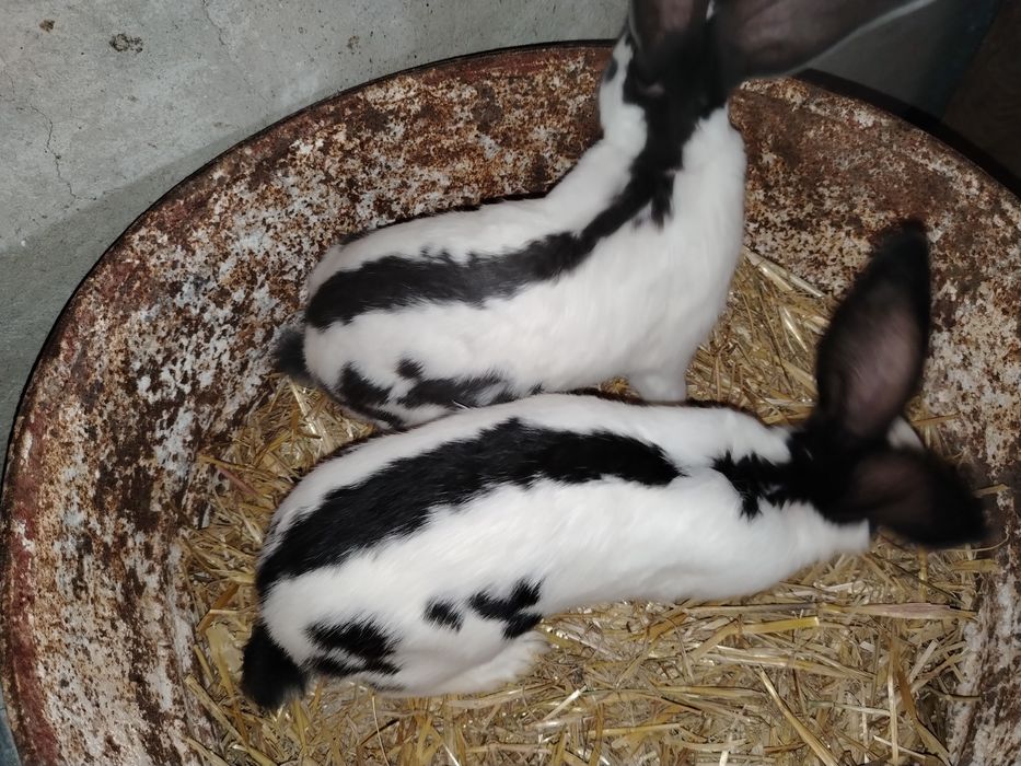 Mascul sí femela fluture german