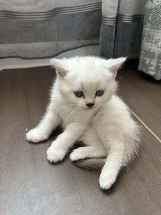 Котята шотланские