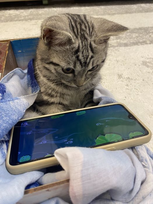 Продадим котенка 10 месяцев