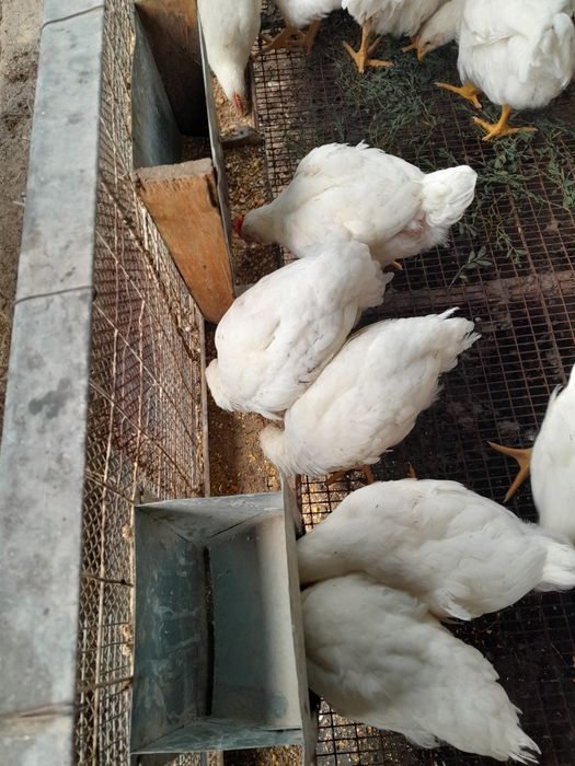 Продам бролерных курей