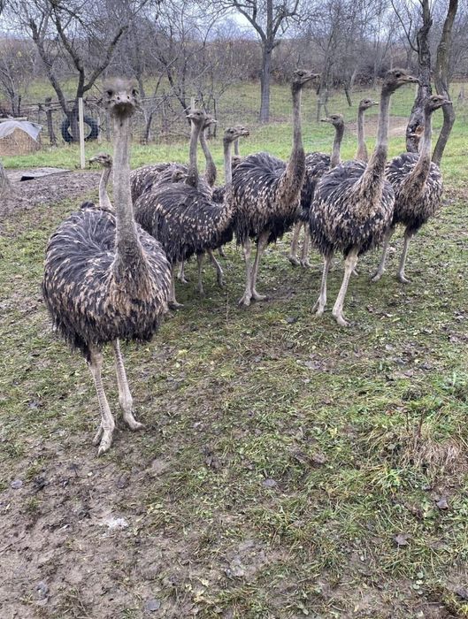 Vând pui de struț african ofertă