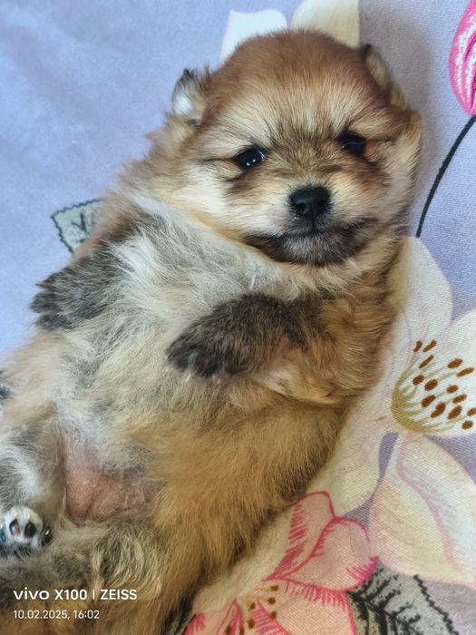 Очаровательные щенки шпица.