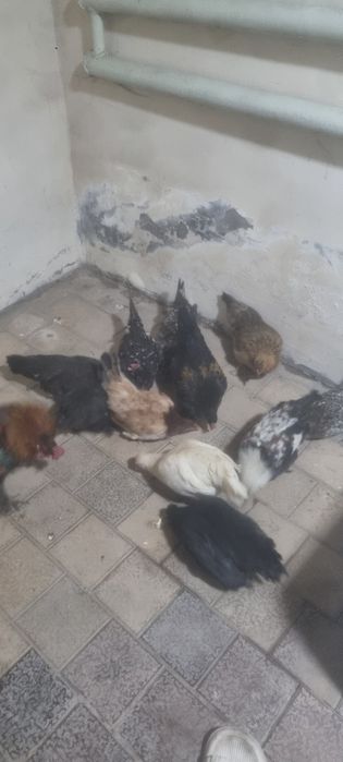 Yapon tovuq xoʻrozla sotiladi