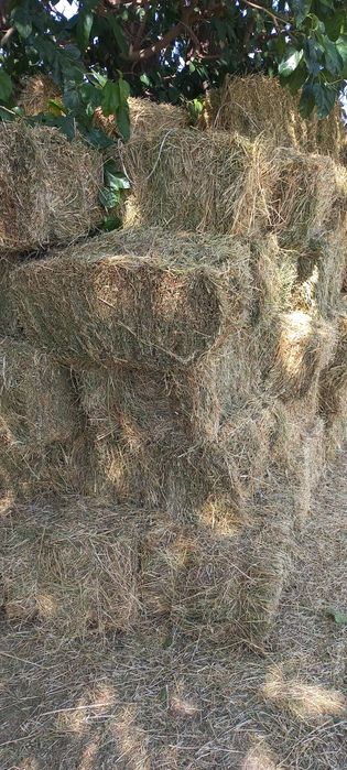 Беда прес 30 000 сум дастафкаси  шахар ичида  бепул