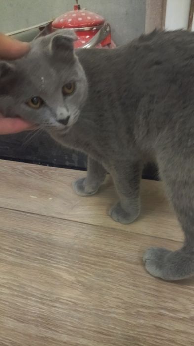 Продаётся кот.  Mushuk sotiladi