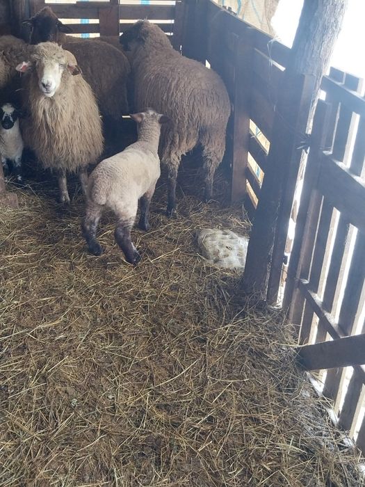 Vând oi  suffolk cu miei