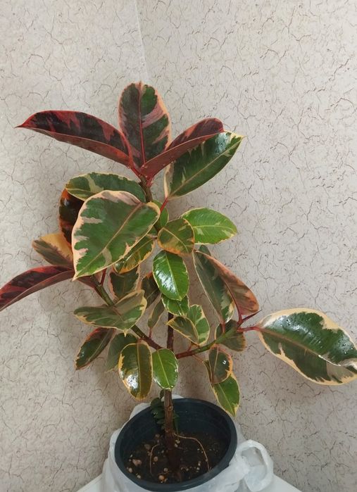 Фикус Лирата Белизе Али  Лирата бамбино