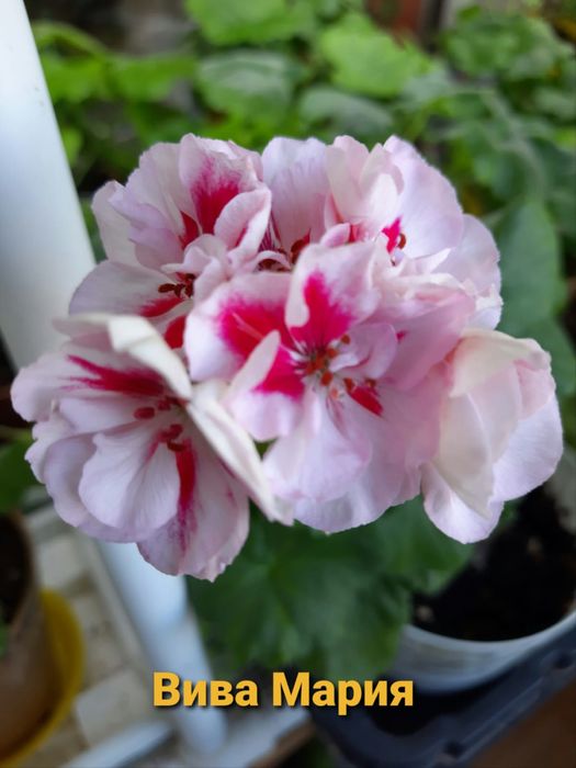 Продам сортовые герани