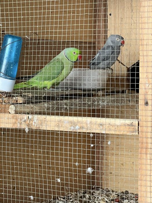 Попугай сотилади