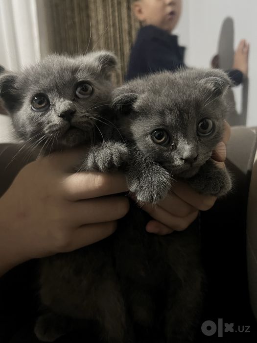Шотландский кошки