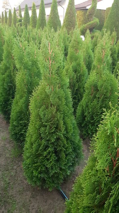 Gazon rulou 24 de lei m2. Transport și montaj inclus.Tuia zmarald .