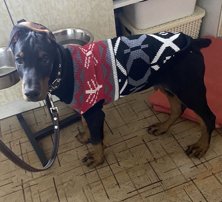 Свитер для собаки