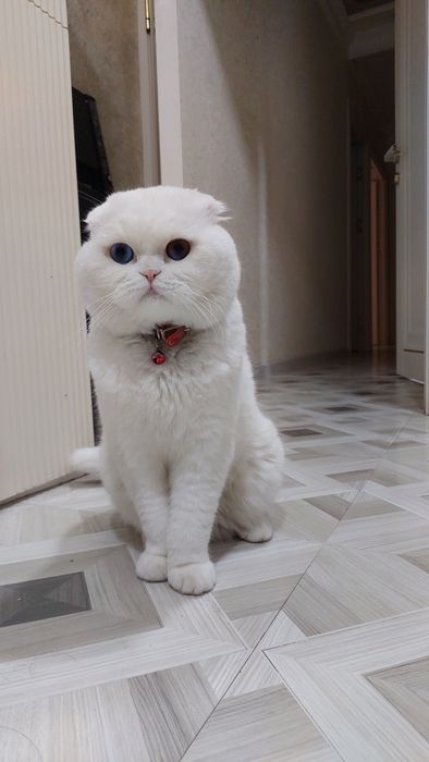 Кот приглашает кошек с прививками на вязку
