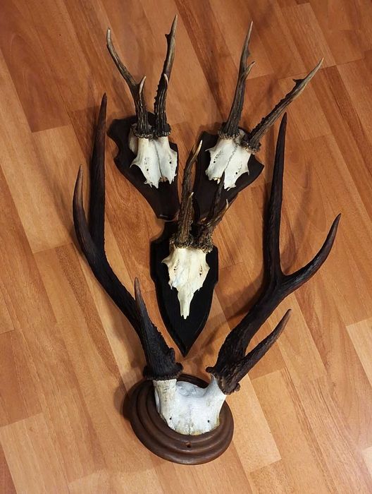 Set decorativ cu trofee de cerb si de caprior ( lopatar,mistret )_65