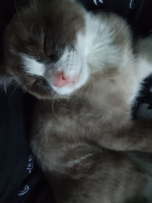 Отдаю котёнка(мальчика)!