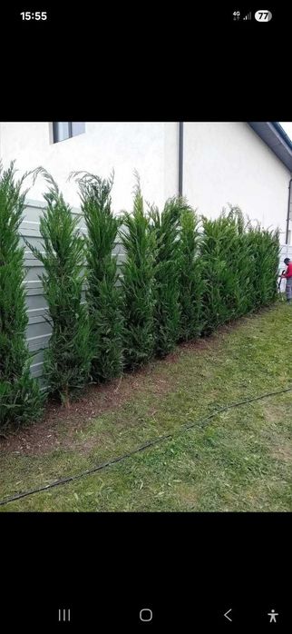 Mesteceni Variați ca Dimensiune – Aspect Natural în Grădina Ta