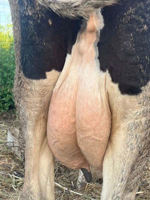 Vaca cu vitica de 3 luni