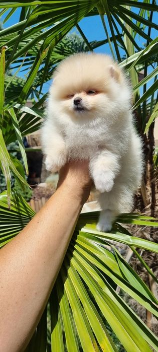 Супер мини померан померанче