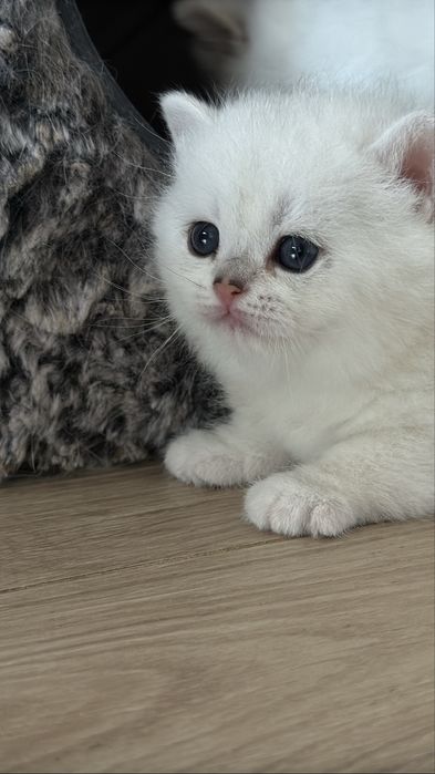 Чистокровные британские шиншиллы!