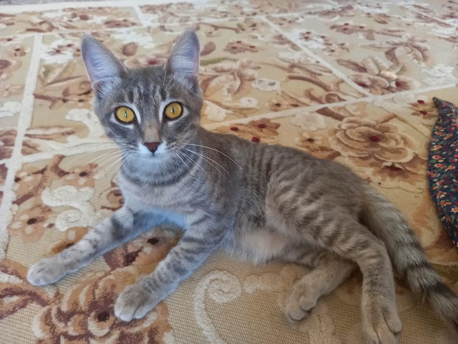 Отдам котёнка в добрые руки