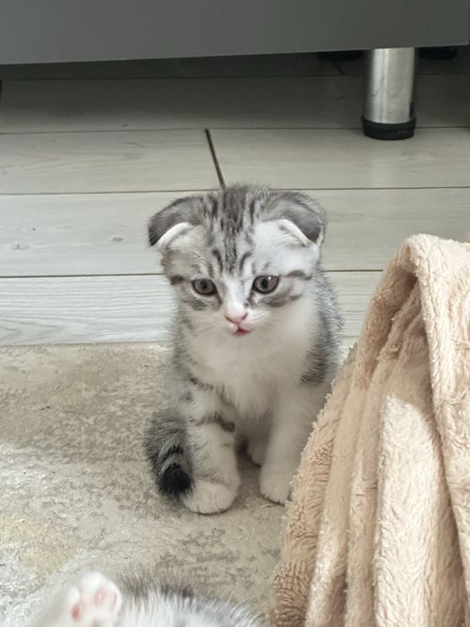 Шотландские вислоухие котята