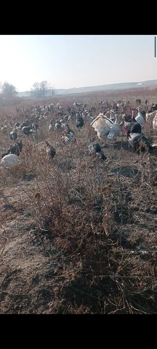 Продаю индюков (самцы)