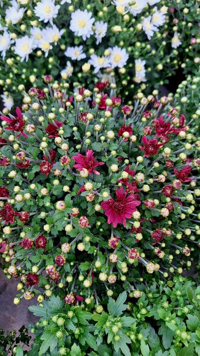 Crizanteme de vânzare!